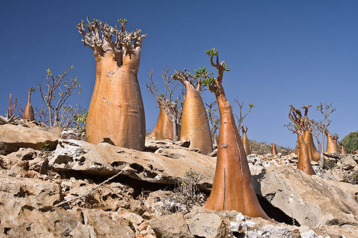 Dragon's blood tree - Arbori si arbusti