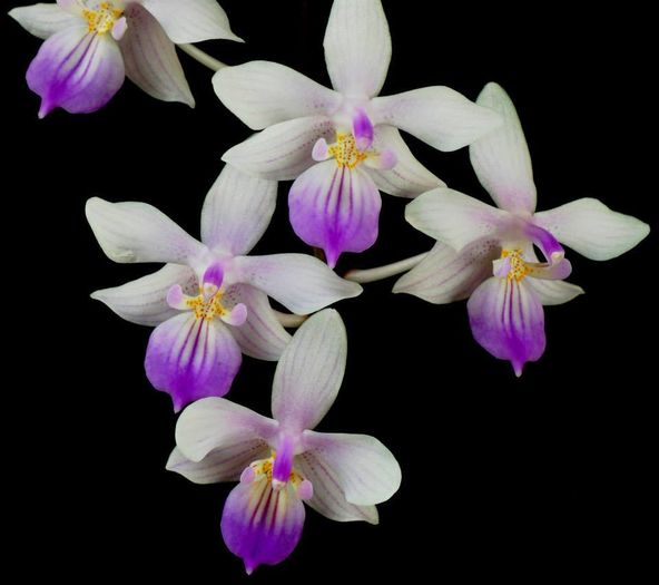 13 - Orhidee