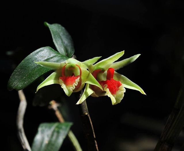 15 - Orhidee