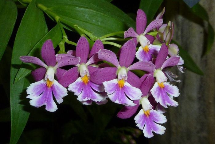 20 - Orhidee