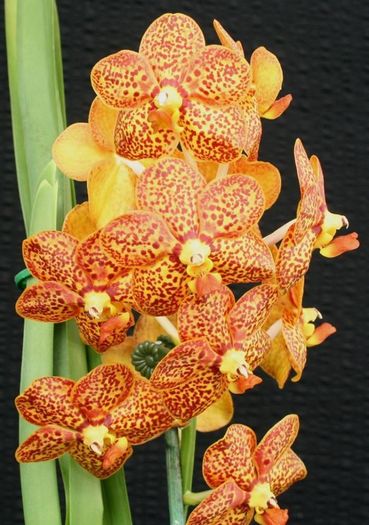 Ascocernda Ken-Kone - Orhidee