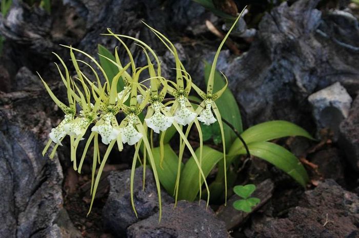Brassia verrucosa - Orhidee