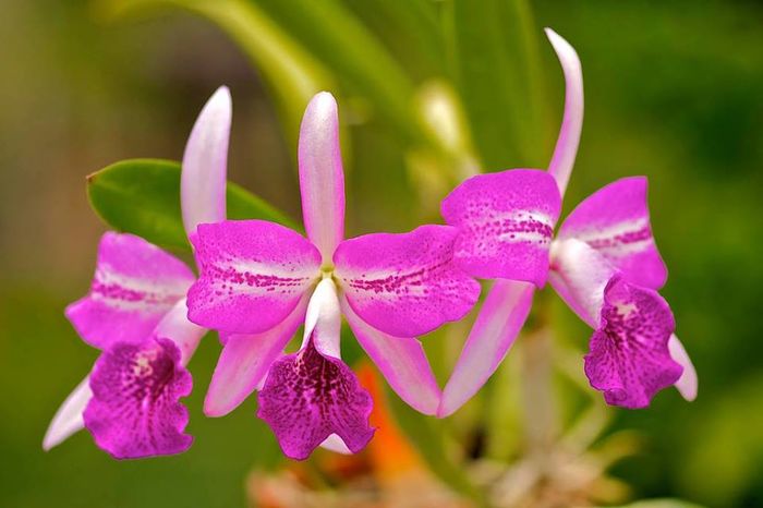Brassocattleya makai - Orhidee