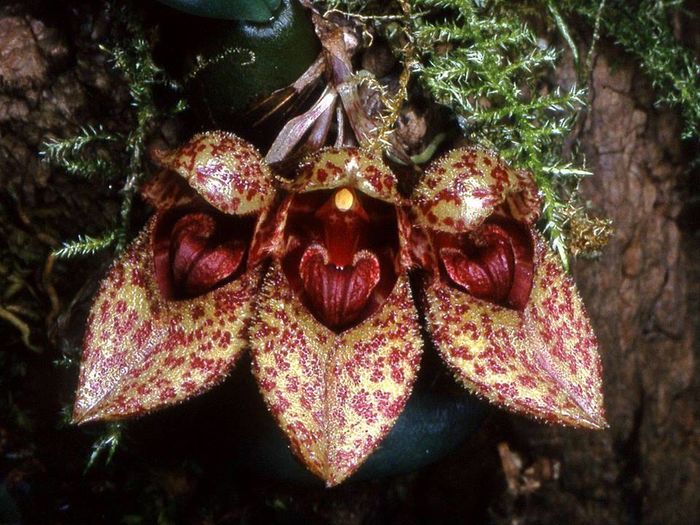 Bulbophyllum frostii - Orhidee