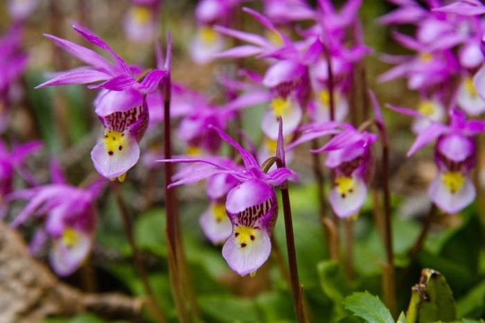 Calypso bulbosa