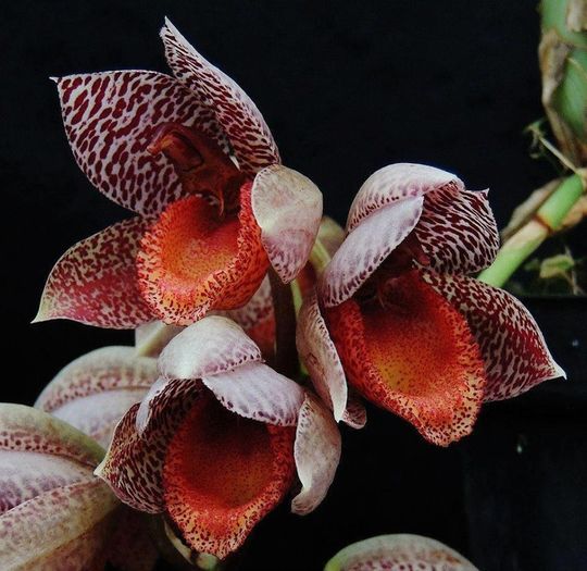 Catasetum denticulatum