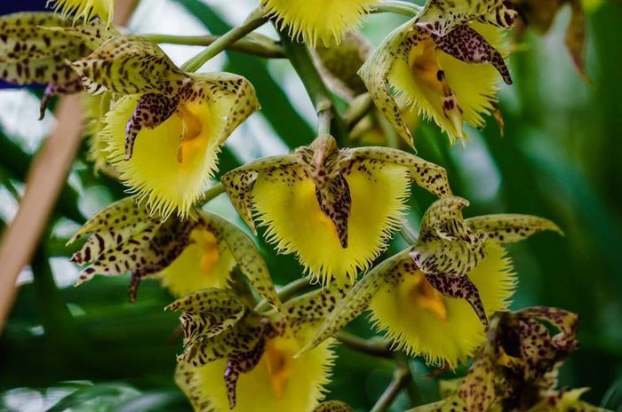 Catasetum fimbriatum - Orhidee