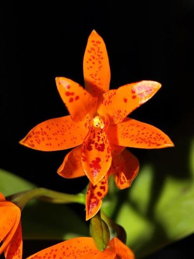 Cattleya aurantiaca
