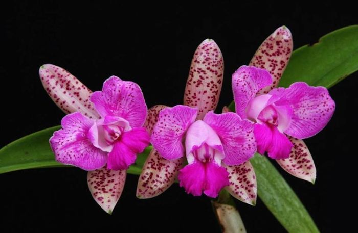 Cattleya intricata