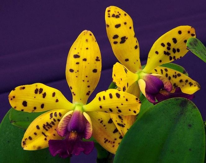 Cattleya Jungle Gem - Orhidee