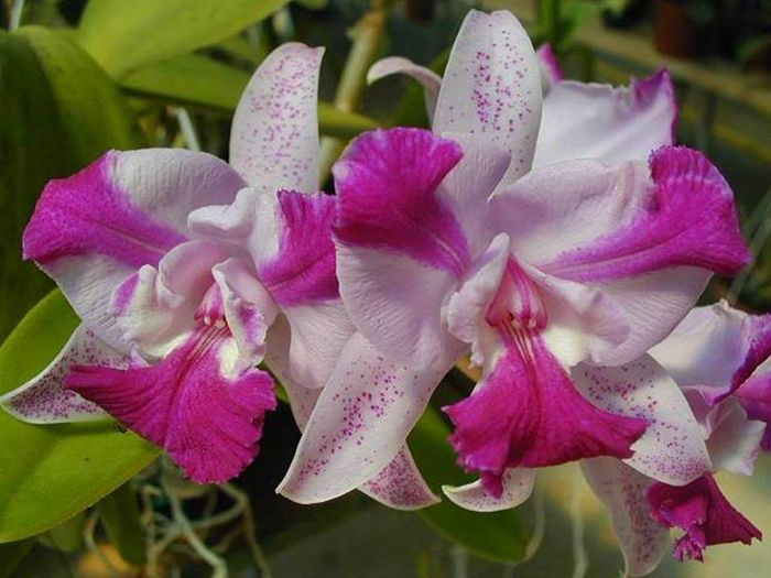 Cattleya Portia coerulea - Orhidee