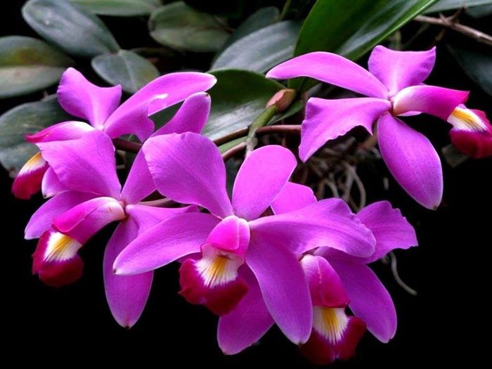 Cattleya violacea - Orhidee