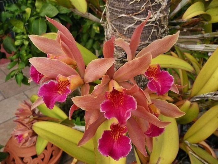 Cattleya - Orhidee
