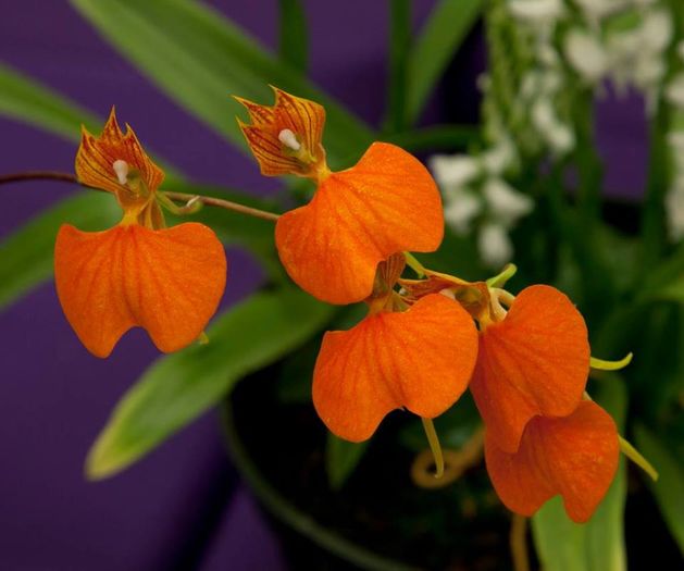 Comparettia speciosa