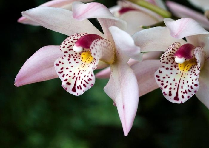 Cymbidium desert sand - Orhidee