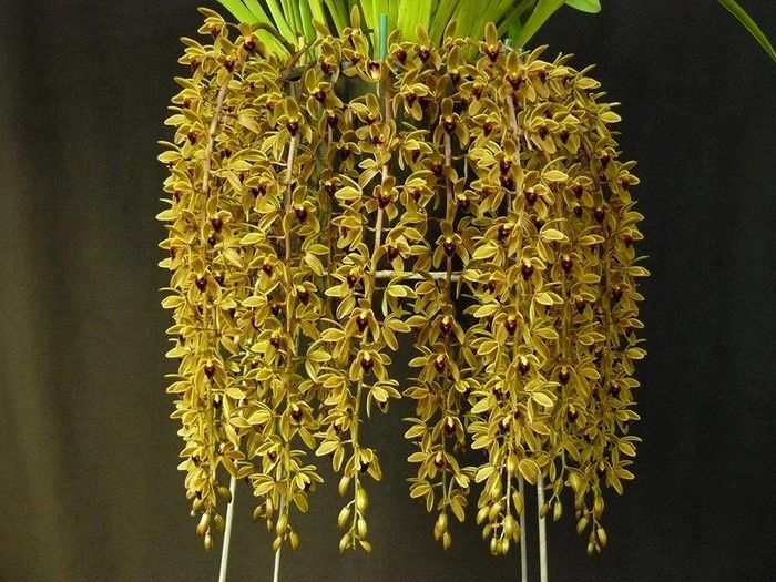 Cymbidium Sweet Devon - Orhidee