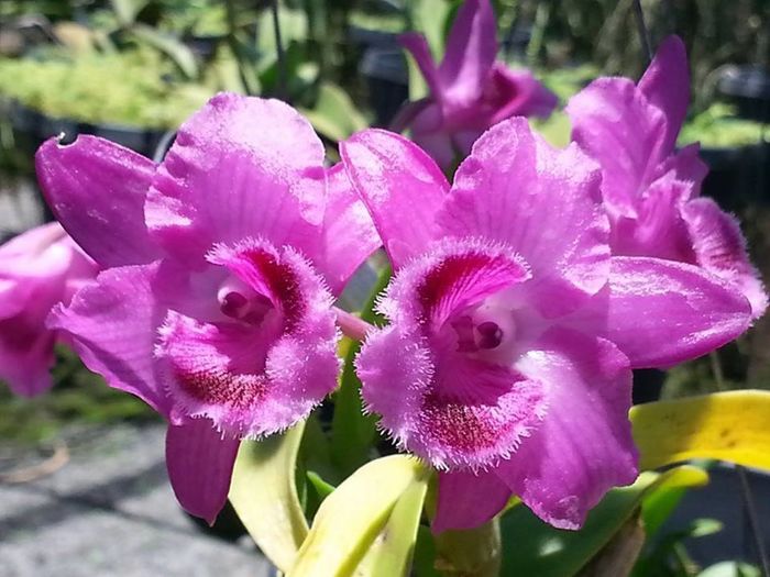 Dendrobium parishii - Orhidee
