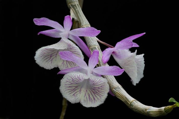 Dendrobium primulinum - Orhidee