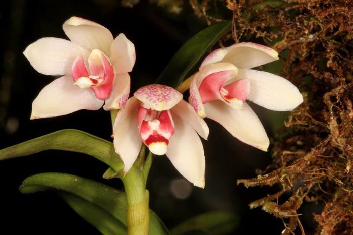 Dendrobium tricallosum