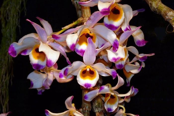Dendrobium wardianum