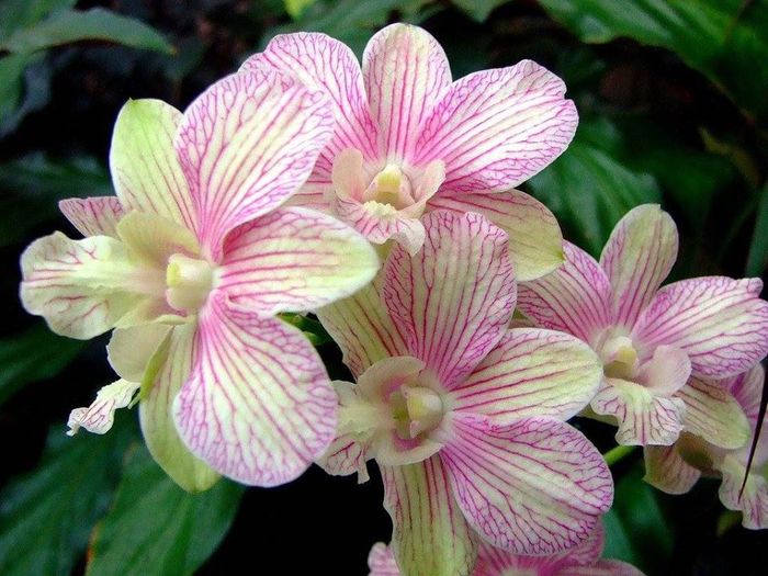 Dendrobium - Orhidee
