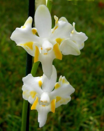Doritis pulcherrima - Orhidee