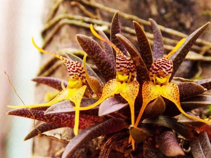 Dryadella lilliputiana - Orhidee