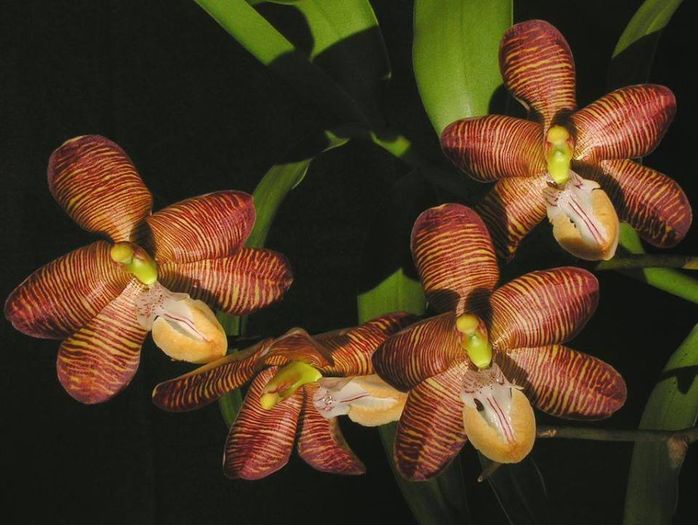 Esmeralda cathcartii - Orhidee