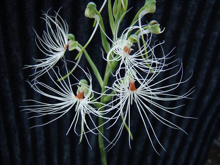 Habenaria medusa - Orhidee