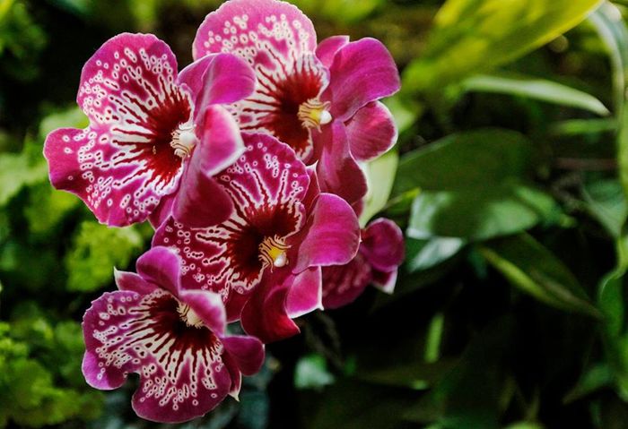 Miltonia Hawaii - Orhidee