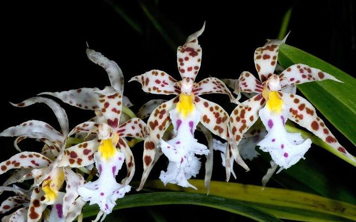 Odontoglossum blandum - Orhidee