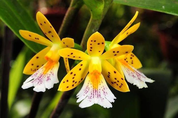 Oerstedella wallisi - Orhidee