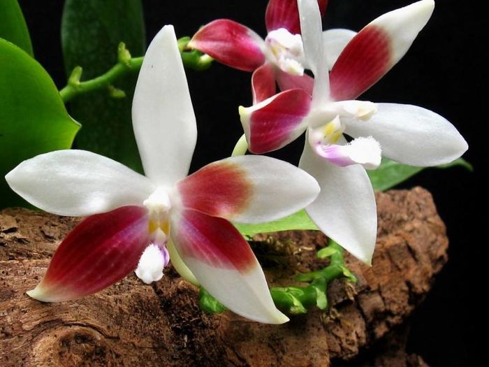 Phalaenopsis tetraspis