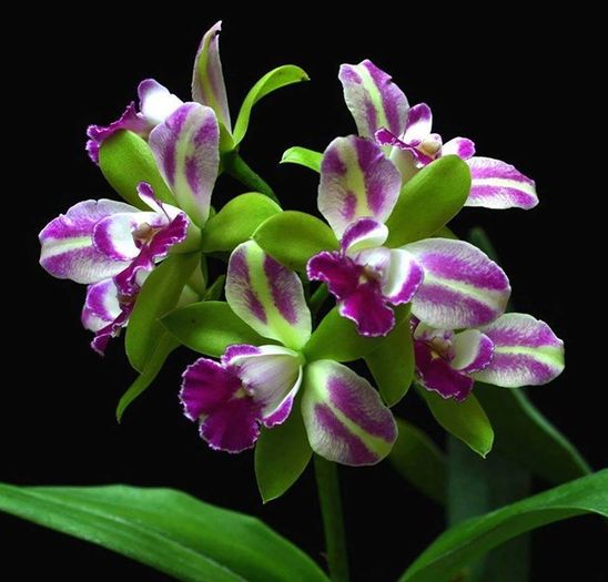 Rhyncholaelio Cattleya