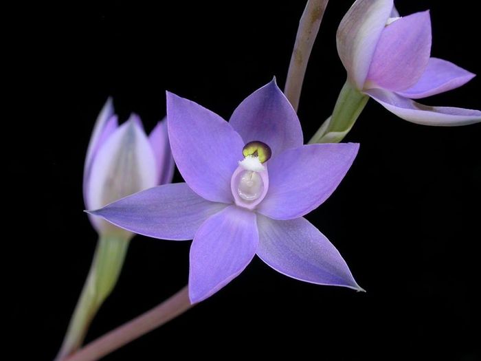 Thelymitra nuda - Orhidee