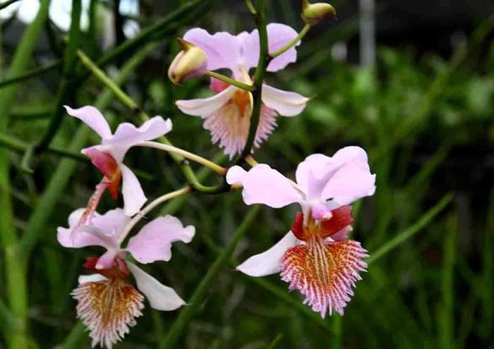 Vanda Hookeriana - Orhidee