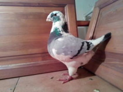 M 2015-H- 4678  Lippai Sandor      Vandut - Porumbei Americani-Vanduti