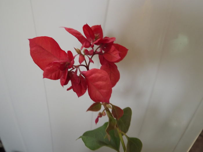 DSCF4482 - Bougainvillea