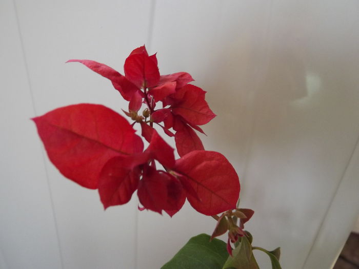 DSCF4481 - Bougainvillea