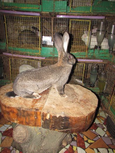 0- 1 Ro1100 / 8517; De la daniel Ionesi. cu multumiri
