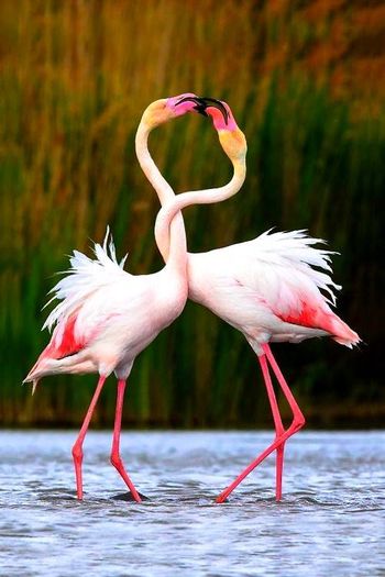 Flamingo - Frumuseti mondiale 2