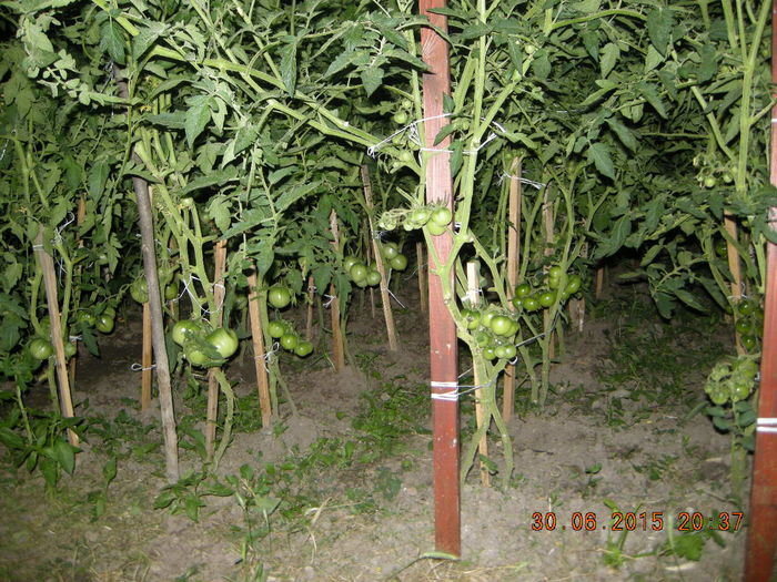 DSCN0265 - legume si flori