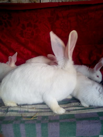 IMG_20160220_152517 - Copy