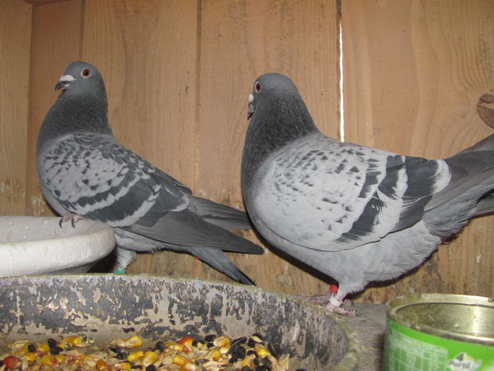 IMG_6442 - 2016 februarie 20