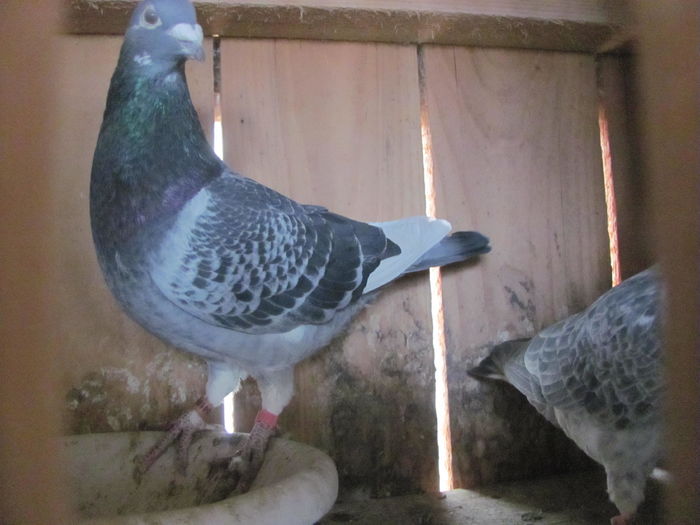 IMG_6445 - 2016 februarie 20