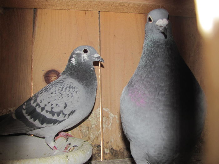 IMG_6447 - 2016 februarie 20