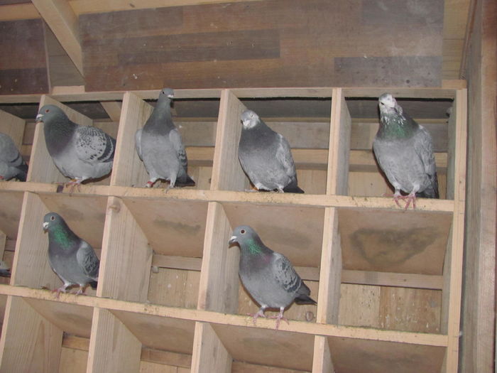 IMG_6465 - 2016 februarie 20