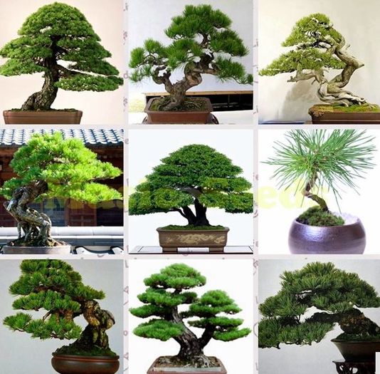 RarJapanese Pinus Bonsai 2ron