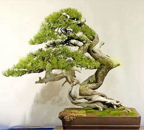 RarJapanese Pinus Bonsai 2ron - AAA DE VANZARE SEMINTE FLORI RARE o noua transa
