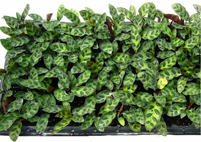 Thalia Dealbata 2ron - AAA DE VANZARE SEMINTE FLORI RARE o noua transa